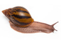 Achatina achatina achatina Nigeria typ 2 semiadult, 9cm